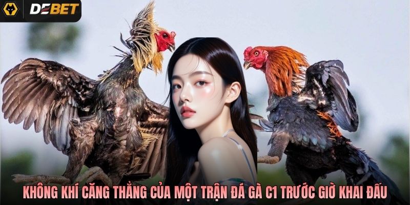 Không khí căng thẳng của một trận đá gà C1 trước giờ khai đấu