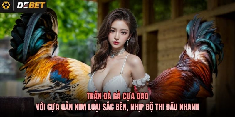 Trận đá gà cựa dao với cựa gắn kim loại sắc bén, nhịp độ thi đấu nhanh